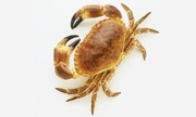 Ireland’s Experienced Brown Crab Exporters