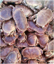 Ireland’s Quality Brown Crab for Sale